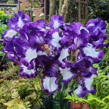 Miniature #3 slider - Iris Mariposa Autumn
