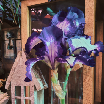 Iris Mariposa Autumn