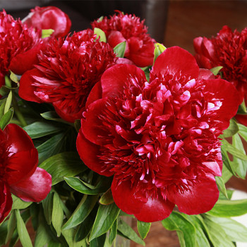 Pivoine de Chine Red Charm