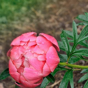 Pivoine hybride Coral Sunset - Image 1