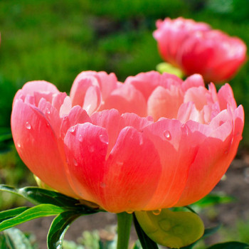 Miniature slider - Pivoine hybride Coral Sunset