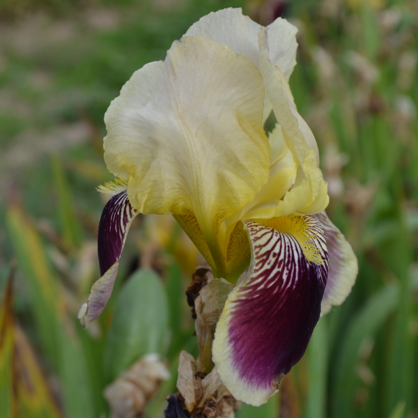 Iris Wabash - Image 1