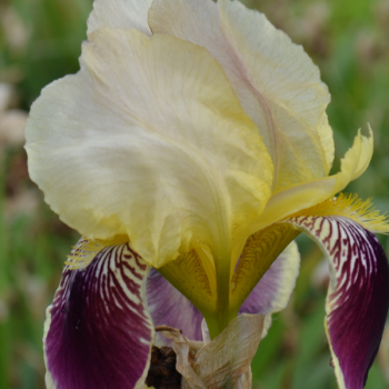 Iris Wabash