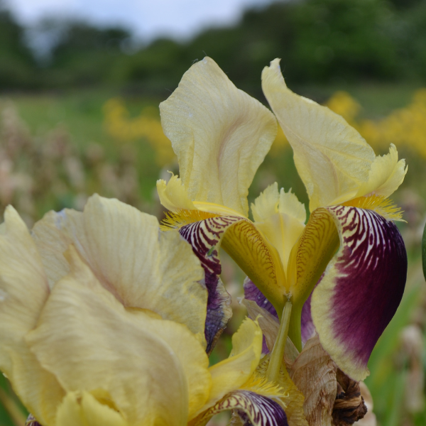 Iris Wabash - Image 2