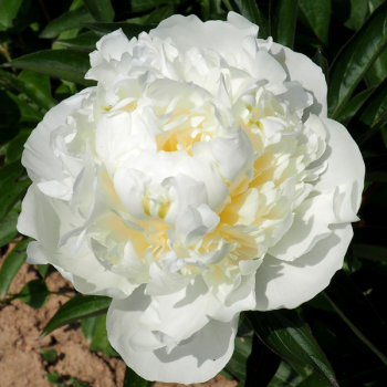 Pivoine de Chine Duchesse de Nemours