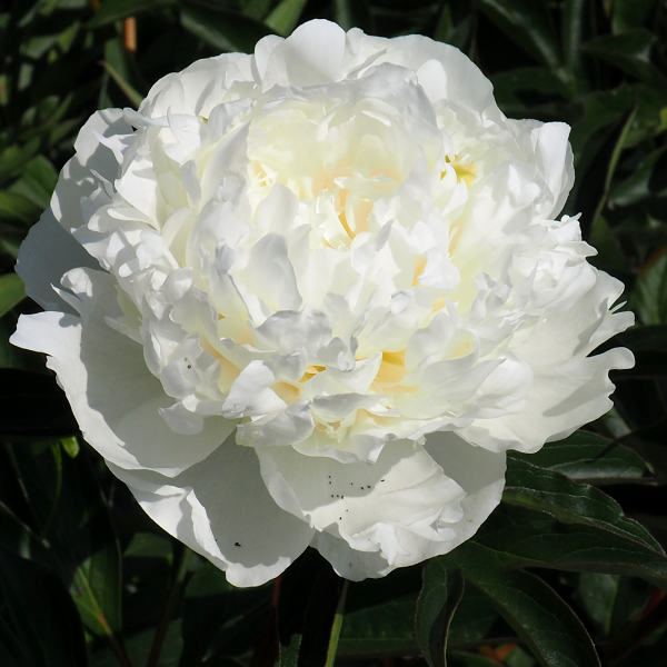 Pivoine de Chine Duchesse de Nemours