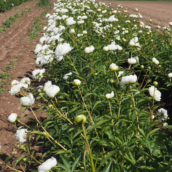 Pivoine de Chine Duchesse de Nemours