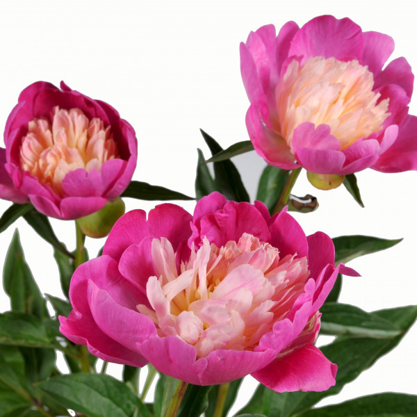 Pivoine Gay Paree