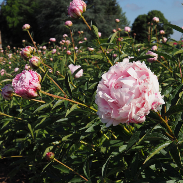 Pivoine de Chine Sarah Bernhardt