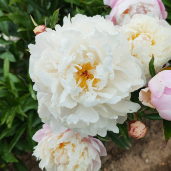Miniature #4 slider - Pivoine Vogue