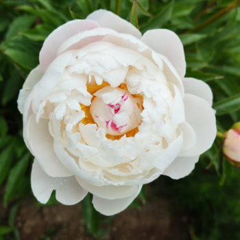 Pivoine Vogue