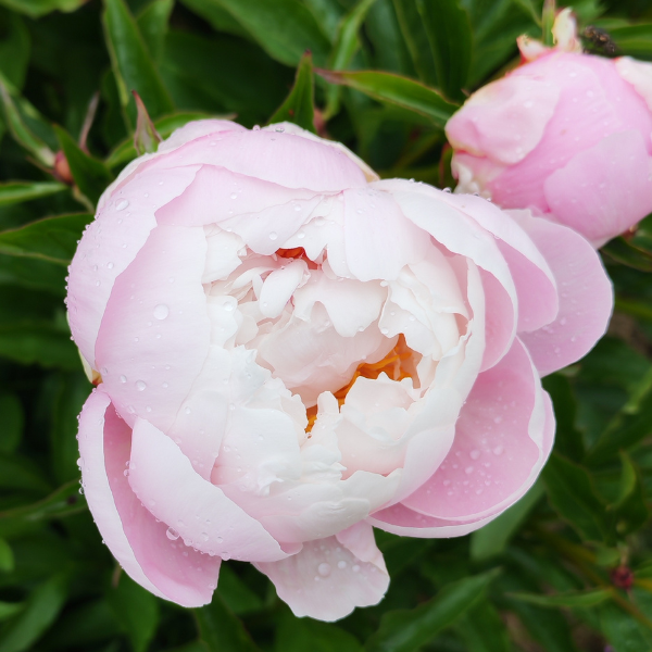 Pivoine Vogue - Image 2