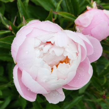 Miniature #2 slider - Pivoine Vogue