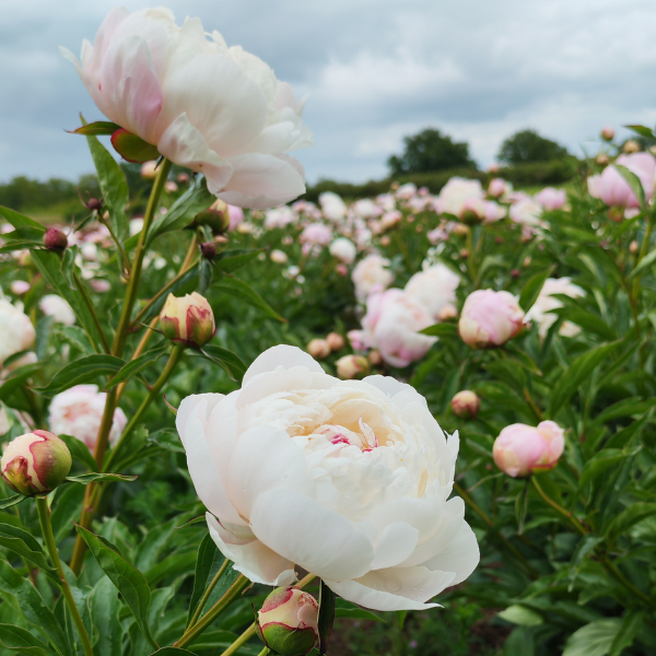 Pivoine Vogue - Image 1