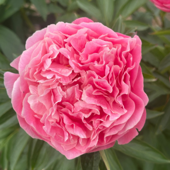 Miniature #2 slider - Pivoine Pink Hawaian Coral