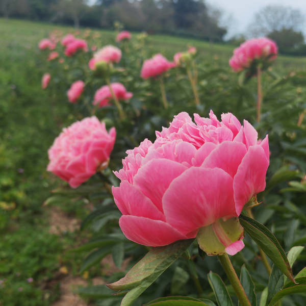 Pivoine Pink Hawaian Coral - Image 1