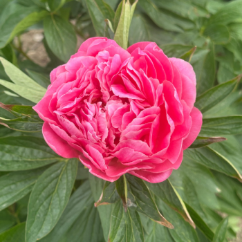 Pivoine Pink Hawaian Coral
