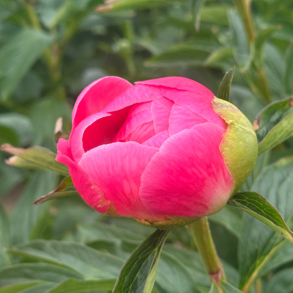 Pivoine Pink Hawaian Coral - Image 3