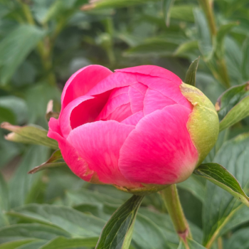 Miniature #3 slider - Pivoine Pink Hawaian Coral