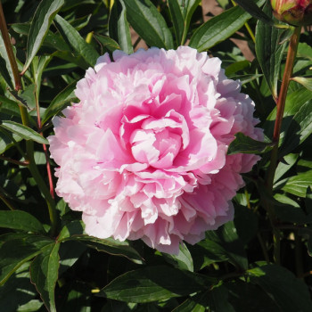 Pivoine de Chine Sarah Bernhardt