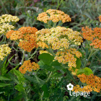 Achillée Orange