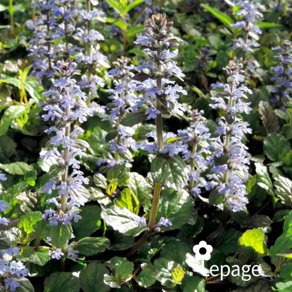Bugle rampante - Ajuga reptans Atropurpurea