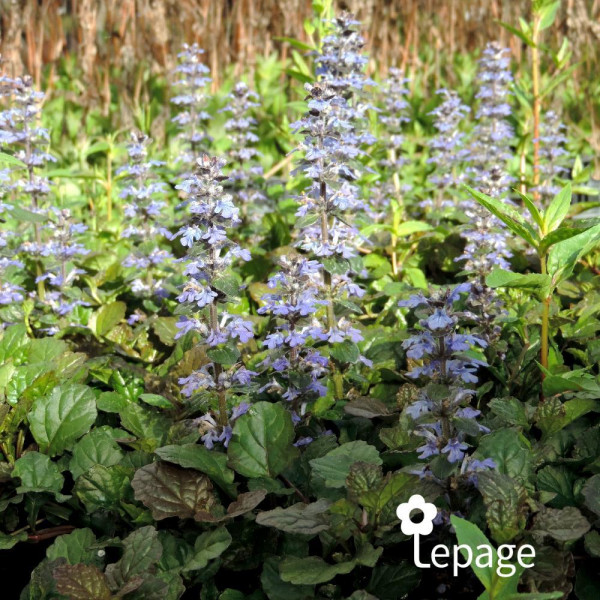 Bugle rampante - Ajuga reptans Atropurpurea - Image 1