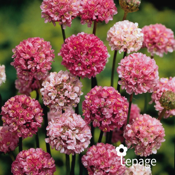 Armeria Rose