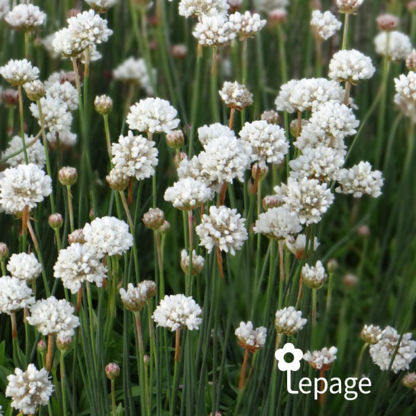 Armeria Blanc - Image 1