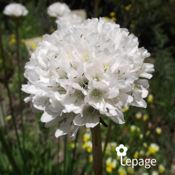 Armeria Blanc