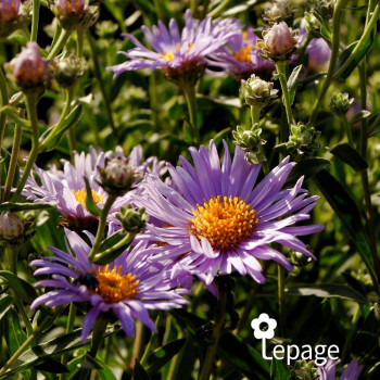 Aster frikartii Mönch