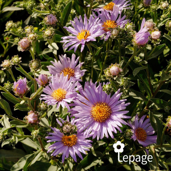 Aster frikartii Mönch - Image 1