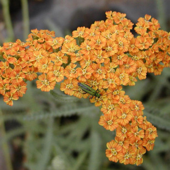 Plantes Vivaces ACHILLEA millefolium - Achillée millefeuille en vente -  Pépinière Lepage