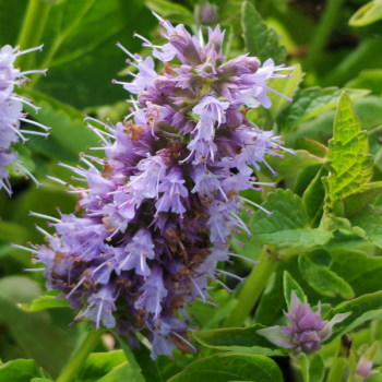 Agastache Blue Fortune