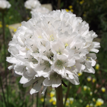 Armeria ´Blanc´