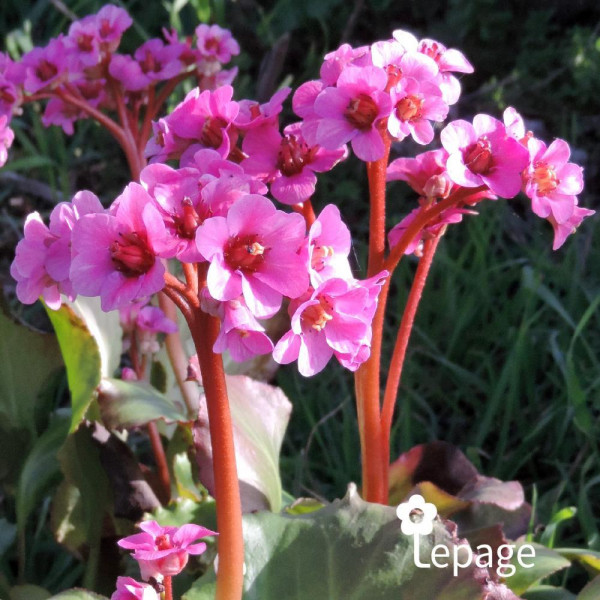 Bergenia Spring Fling