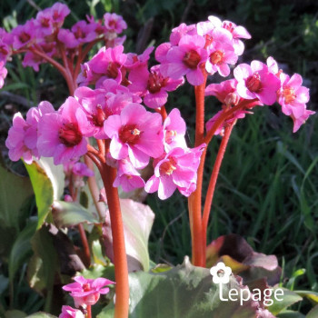Bergenia Spring Fling