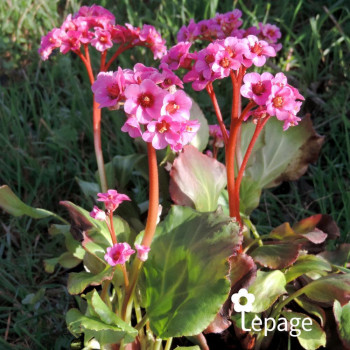 Miniature #1 slider - Bergenia Spring Fling