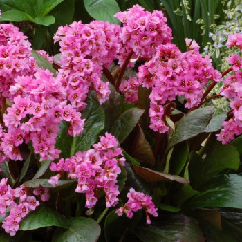 Miniature #1 slider - Bergenia ´Spring Fling´