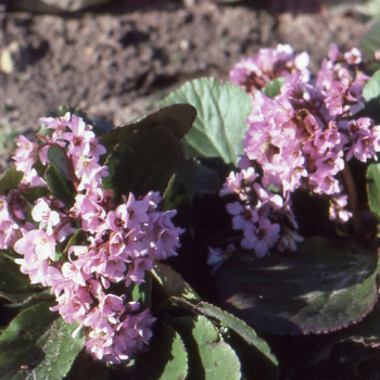 Bergenia crassifolia