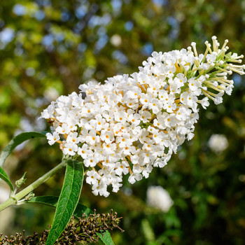 Arbre à papillons Buzz Ivory