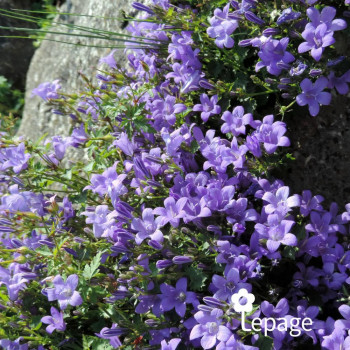 Campanula portenschlagiana (muralis)