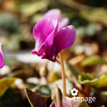 Cyclamen de Naples
