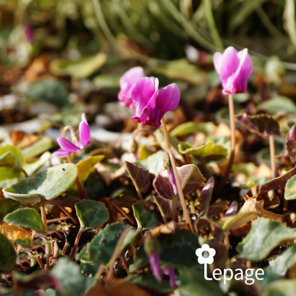 Cyclamen de Naples - Image 1