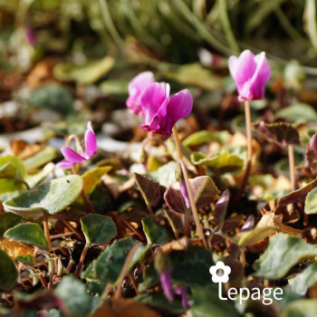 Miniature #1 slider - Cyclamen de Naples