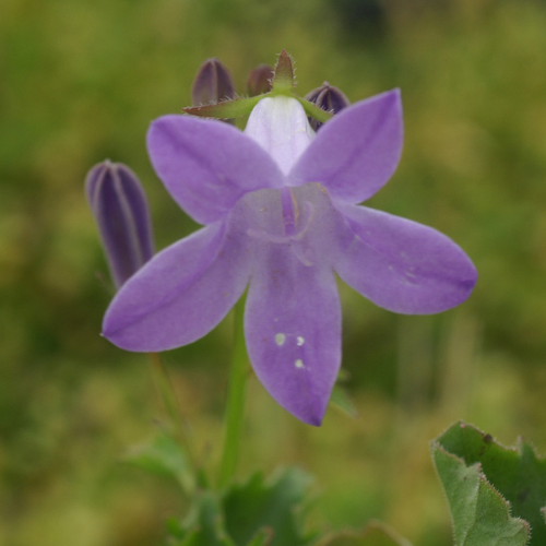 Campanula portenschlagiana (muralis)