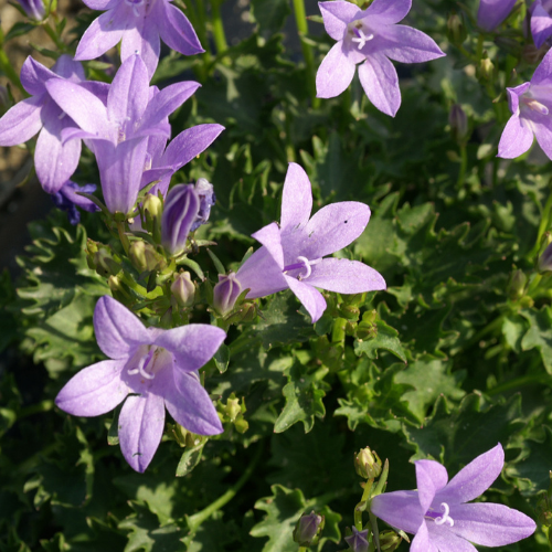 Campanula portenschlagiana (muralis)