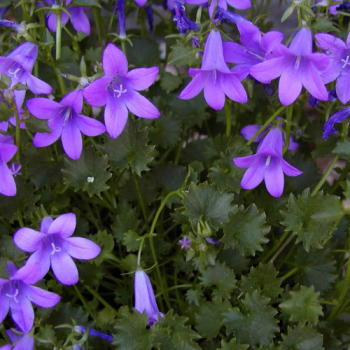 Campanula portenschlagiana (muralis)