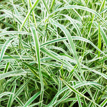 Carex morrowii 'Variegata'