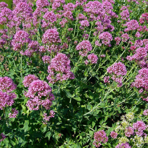 Centranthus ruber